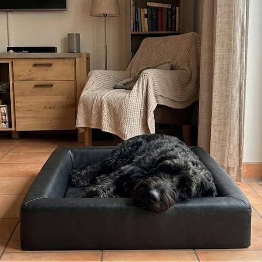 Wie entscheide ich, was das beste Hundebett für meinen haarigen Liebling ist?