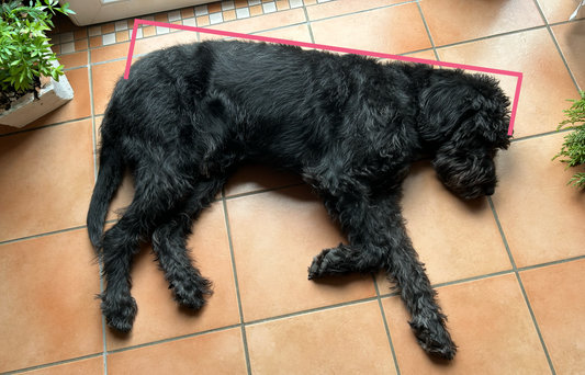 🚨 90 % der Hundebetten werden zu klein gekauft.