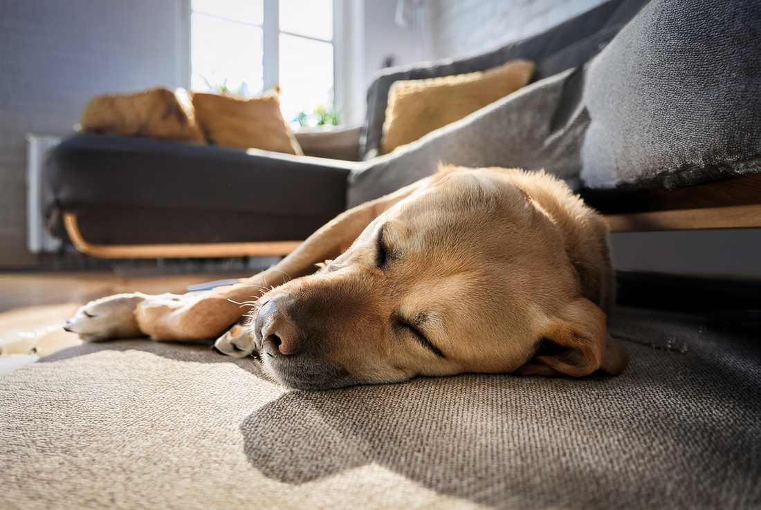 Warum schlafen Hunde so viel - und warum ist der Schlafplatz so wichtig?
