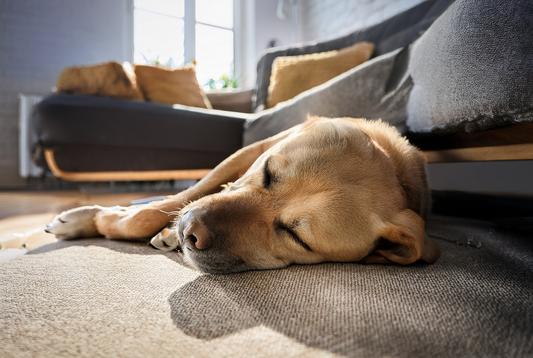 Warum schlafen Hunde so viel - und warum ist der Schlafplatz so wichtig?